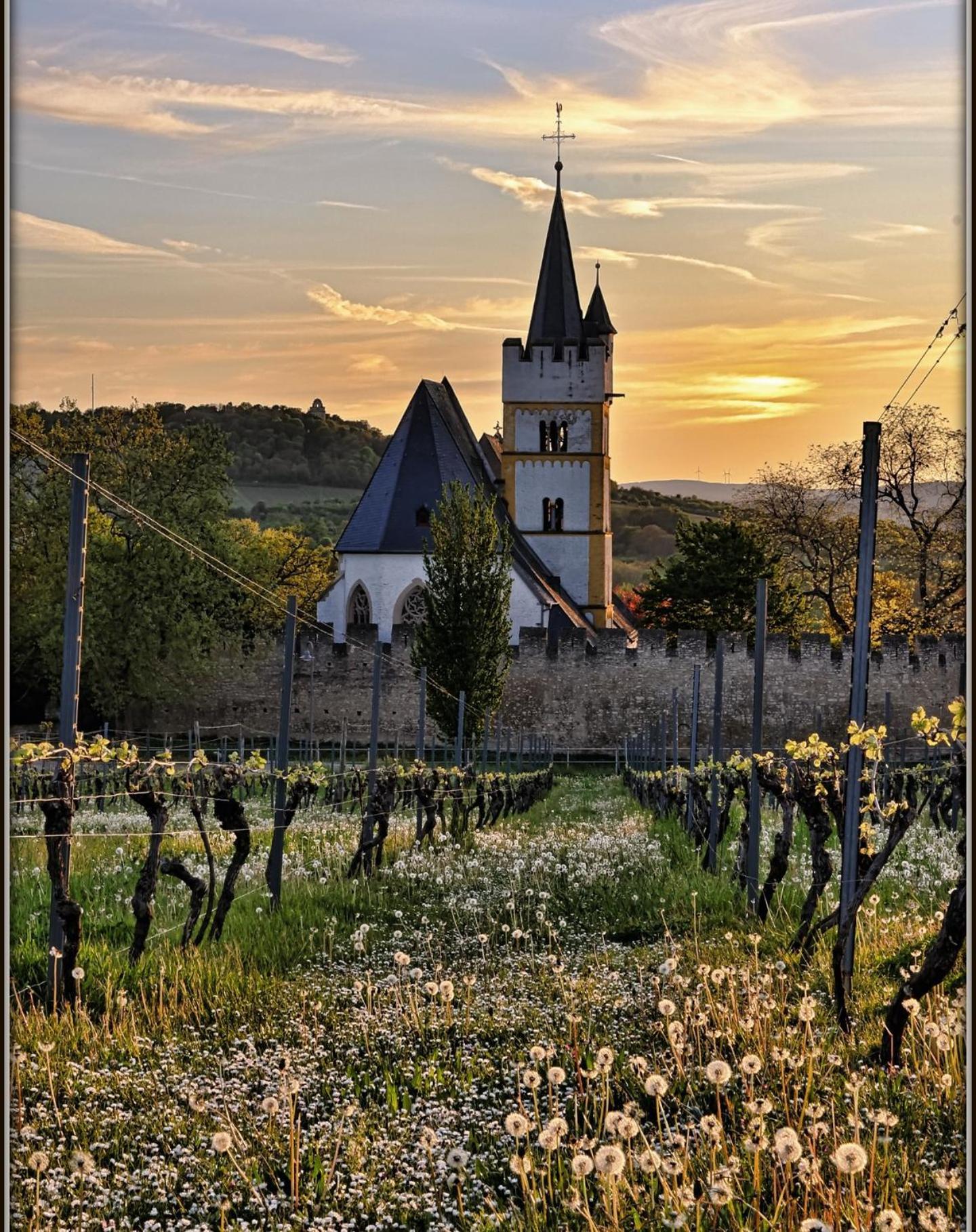 Ibb Ingelheim am Rhein